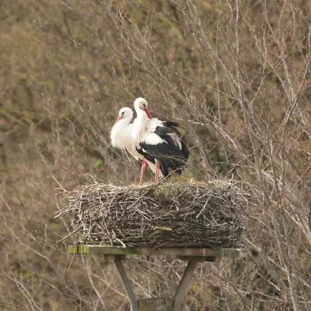 Storchennest Apartment